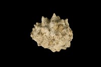 藏品(紫口岩螺)的圖片